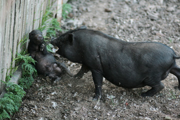 Vietnamese black bast-bellied pig. Herbivore pigs A