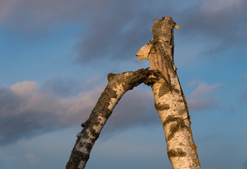 Broken birch trunk on background of  of blue sky with clouds