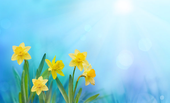 Beautiful daffodils on blue sky background in sunshine. Spring or summer background