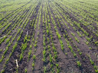 Fototapeta na wymiar Rows of sprouting barley in spring. Agriculture and grain field.