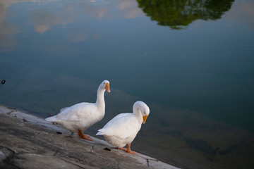 Portrait of two swans near Victoria Memorial along with the nearby pond and the reflection.