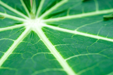 Green leaf in natural background.
