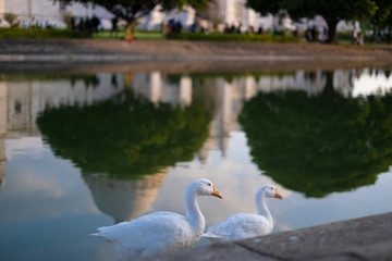 Portrait of two swans near Victoria Memorial along with the nearby pond and the reflection.