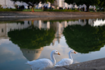 Portrait of two swans near Victoria Memorial along with the nearby pond and the reflection.