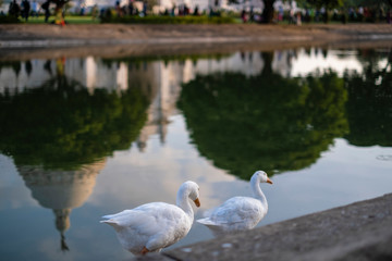 Obraz premium Portrait of two swans near Victoria Memorial along with the nearby pond and the reflection.
