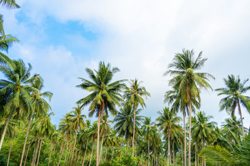 Plakat palm grove. Palm trees in the tropical jungle. Symbol of the tropics and warmth