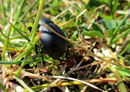 Gros plan d'une chrysom&egrave;le noire (Timarcha tenebricosa) marchant dans l'herbe