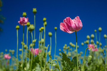 Obraz premium Schlafmohn (Papaver somniferum), Schlafmohn Anbau in Deutschland
