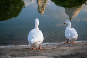 Portrait of two swans near Victoria Memorial along with the nearby pond and the reflection.