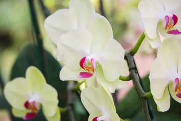 Beautiful Phalaenopsis Orchid flower blooming in garden floral background
