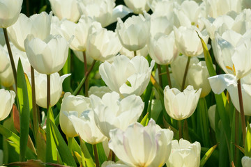 Fresh white tulips flower bloom in the garden