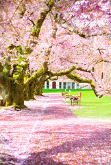Pink cherry blossoms blooming at sunny empty park, sakura trees