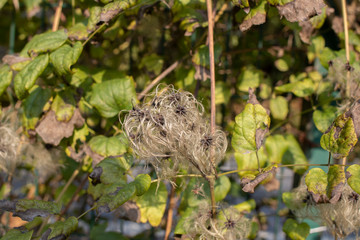 Close up of of Clematis vitalba aka Wild Clematis or Old Man's Beard. Close up.