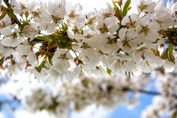 Background from the flower of fruit trees. Branch with plum flowers.