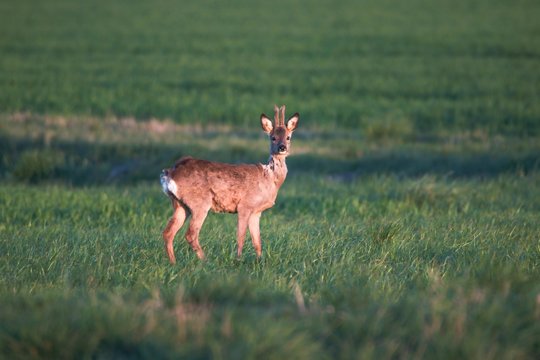 Rehwild im Fr&uuml;hjahr