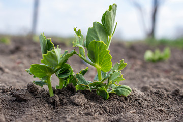 A sprouted pea sprout that is damaged by pests. The legume leaves were eaten.