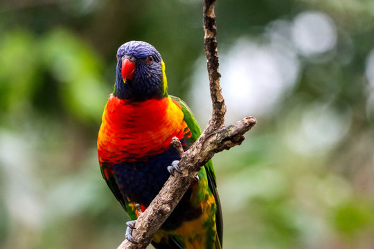 Lori of the blue mountains in branch, beautiful colorful bird orange, blue, yellow and green 