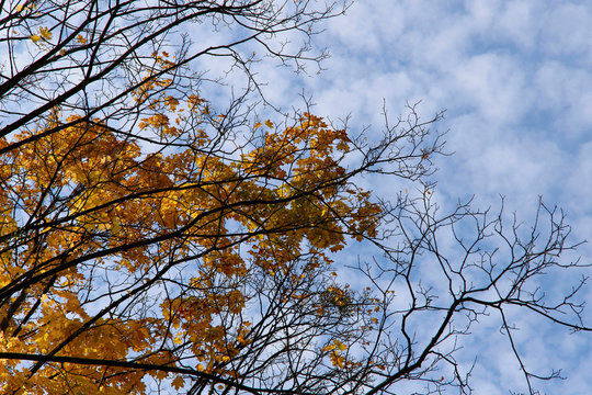 Autumn background. Yellow leaves on tree branches against the sky. Bare branches of a tree against the sky. Horizontal, free space, nobody, cropped shot. Concept of the seasons.