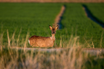 Rehwild im Frühjahr