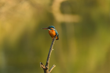 kingfisher on the branch