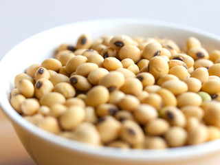 soybean