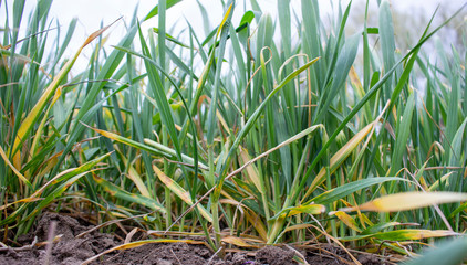 Wheat bushes with damaged leaves due to frost and drought. Diseases of plants of cereals.