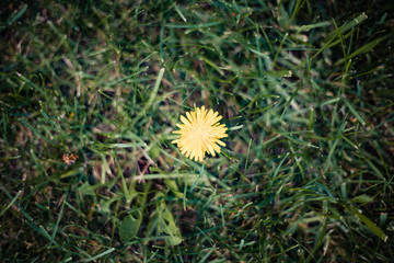 Single Dandelion in green grass