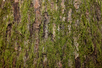 Mossy bark close-up. The bark has vertical lines. Horizontal.