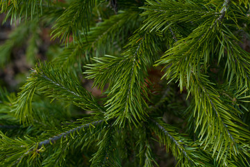 Green branches of spruce. Tree in the forest, natural nature, Christmas tree, holiday