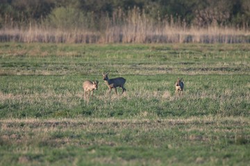 Rehwild im Frühjahr