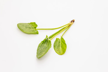 Fresh green sorrel isolated on white background