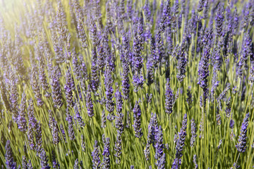 Violet lavender flowers. Beautifull floral background on horizontal web header or banner. Summer season in Provence.