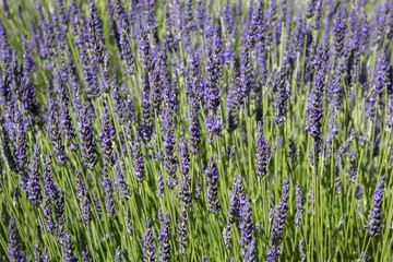 Violet lavender flowers. Beautifull floral background on horizontal web header or banner. Summer season in Provence.
