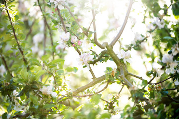 apple blossoms in the back light of the rising sun as background concept