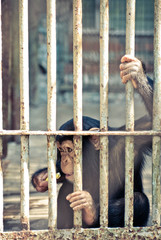monkey in a cage at the zoo