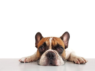 Portrait adorable french bulldog dog lying on the floor alone with whtie background.