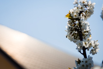 Cherry blossom flower in spring with bee