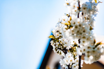 Cherry blossom flower in spring with bee