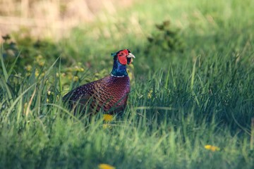 Fasan in freier Natur
