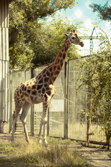 A pair of giraffes stands near the fence in the zoo