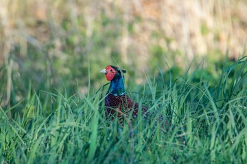 Fasan in freier Natur