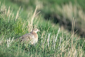Fasan in freier Natur