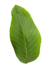 Obraz premium Green leaf on white background