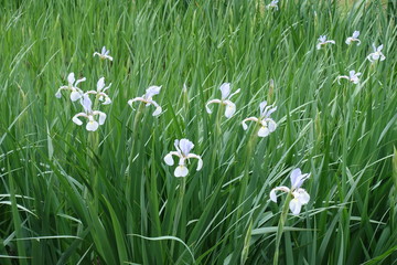Flowering light violet irises in the garden in May