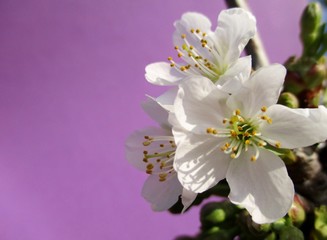 Gros plan d'une branche de cerisier en fleurs sur fond rose. Espace texte  sur la gauche .