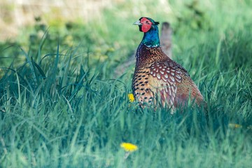 Fasan in freier Natur