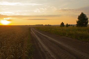 Road through the field at sunset day