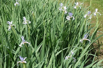 Green leafage and light violet flowers of irises in late spring