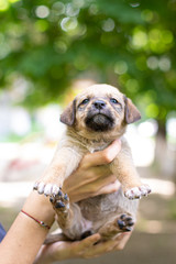 Little dog (puppy) in the hands