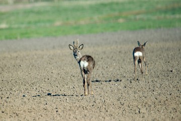 Rehwild im Frühjahr